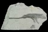 Two Crinoid (Pachylocrinus & Hypselocrinus) Fossils - Indiana #125903-1